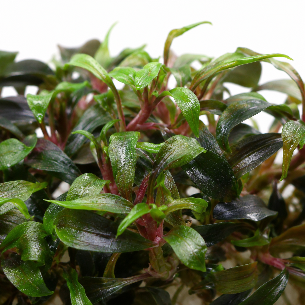 A macro close-up shot of Bucephalandra Mini Black Carpet showing the fine texture and subtle ruffles of its tiny, near-black leaves.