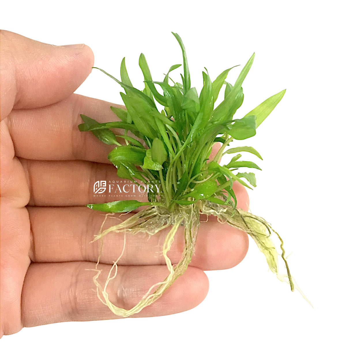 Cryptocoryne Wendtii Green aquarium plant, photo 8