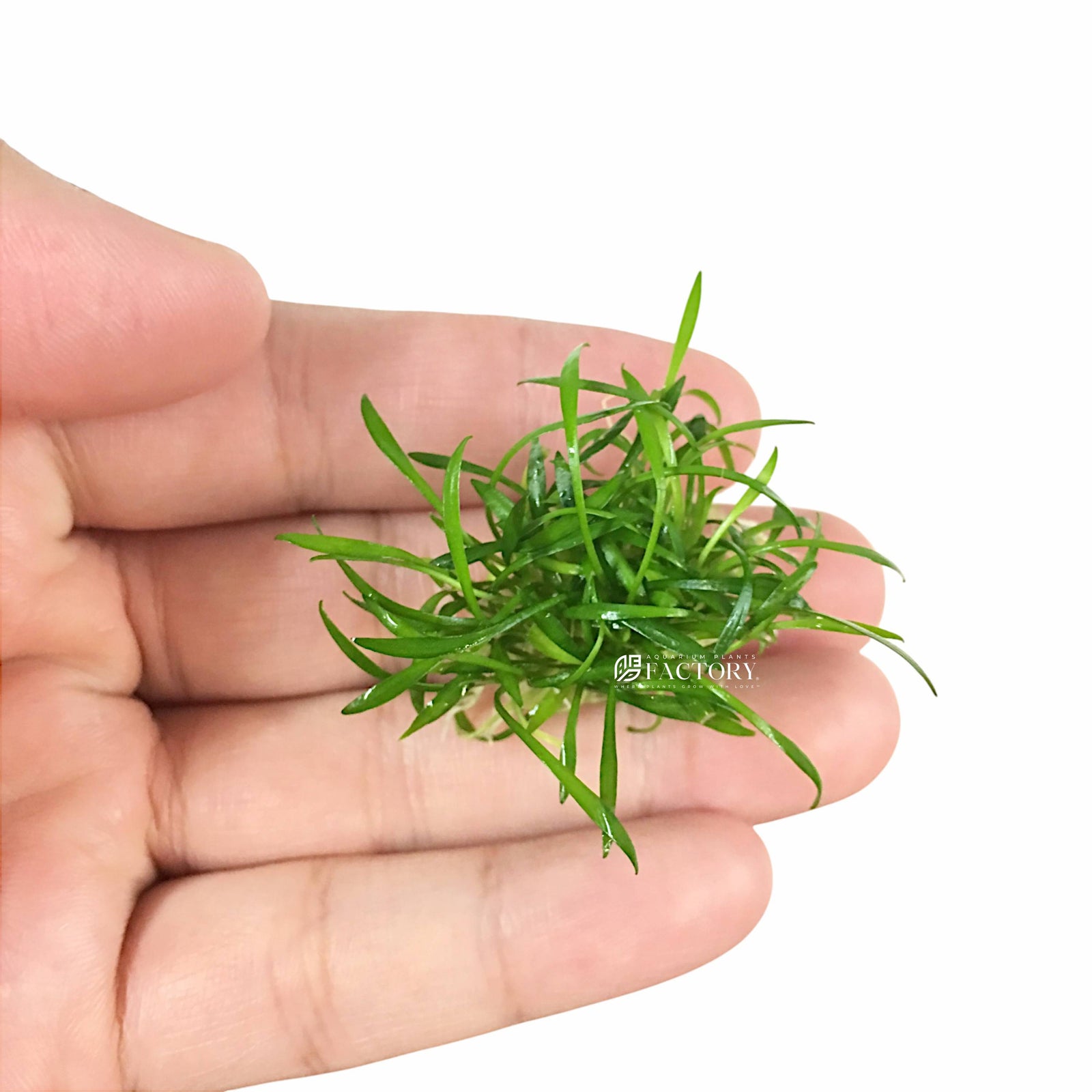 Cryptocoryne Parva Mini is the tiniest Crypt species—ideal for nano tanks and foreground carpets. Perfect for low light and low-maintenance aquascapes.

