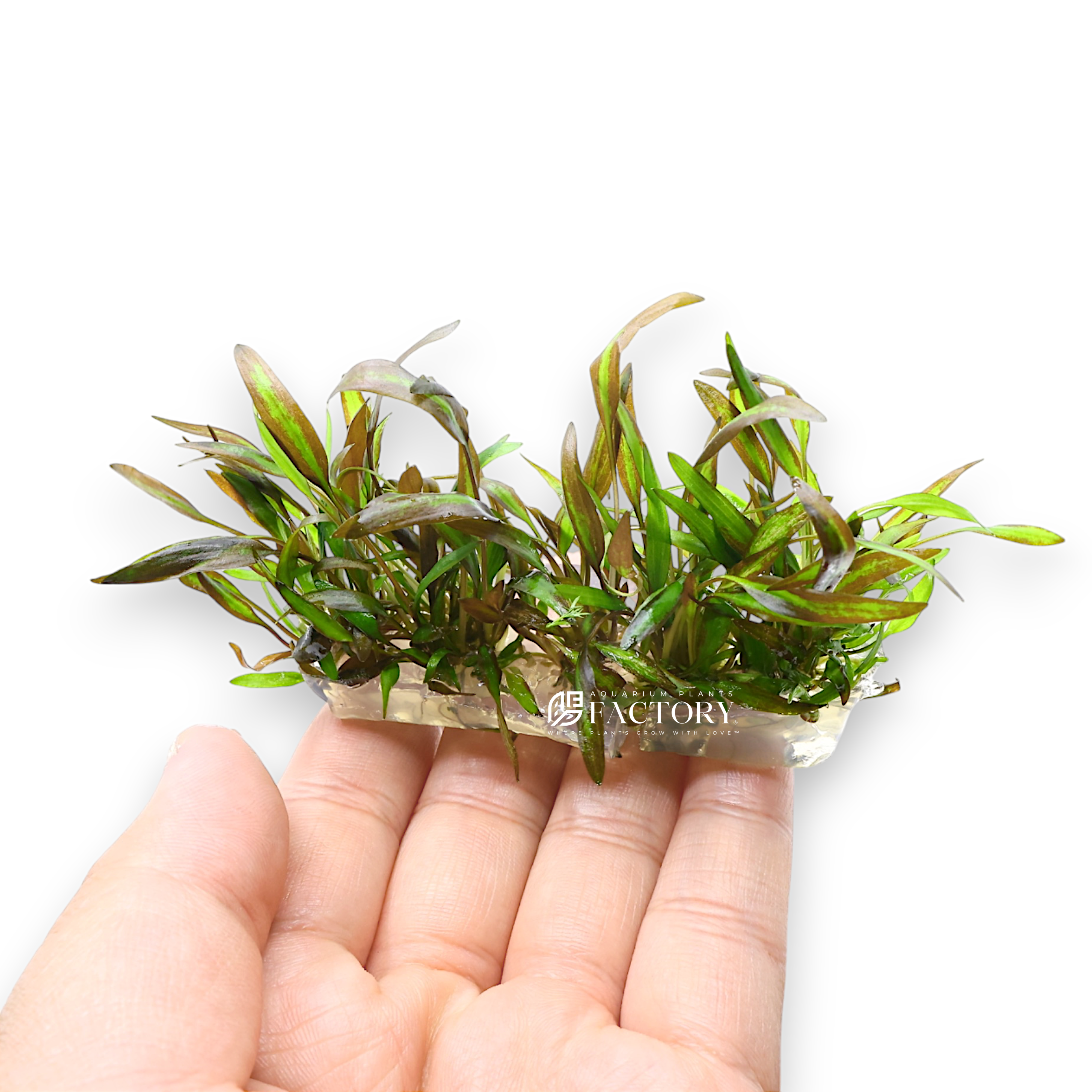 Cryptocoryne Wendtii Affinis Red, like other Cryptocoryne species, is sensitive to environmental changes such as water quality, lighting, fertilizer, and temperature. To ensure healthy growth: