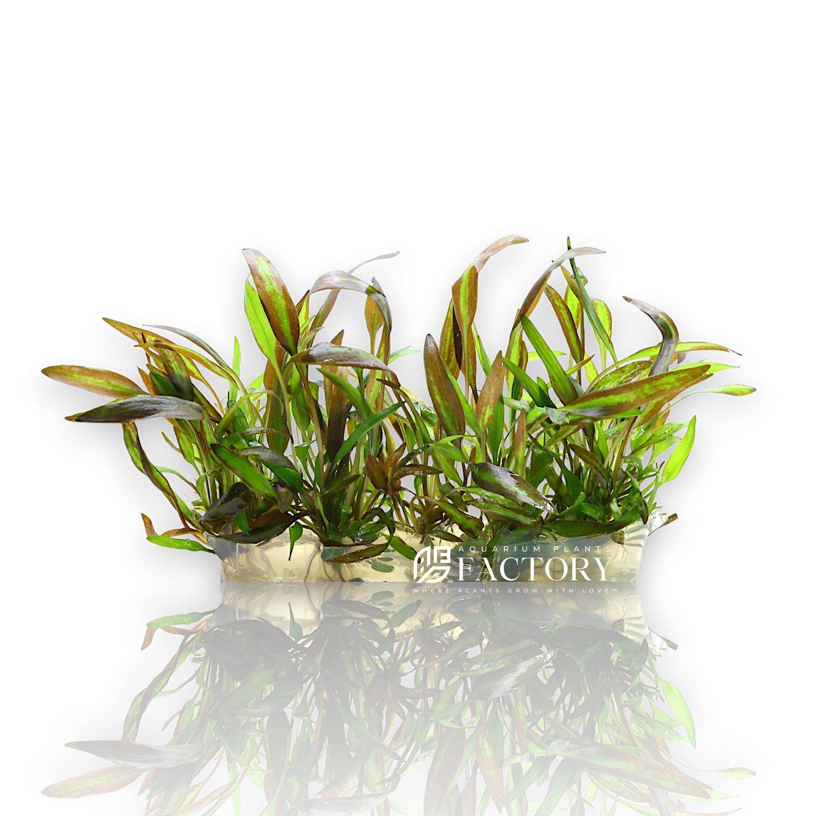 Cryptocoryne Wendtii Affinis Red is a must-have for any aquarist looking to add a unique and eye-catching species to their tank. Its bold color and distinctive appearance make it an excellent choice for creating a beautiful, vibrant underwater landscape.