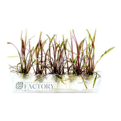 Cryptocoryne nurii 'Rosen Maiden' is a beautiful aquatic plant that is highly valued among aquarium enthusiasts and plant collectors. It is a slow-growing plant that can be propagated by dividing the rhizome, which makes it a valuable addition to any planted aquarium.