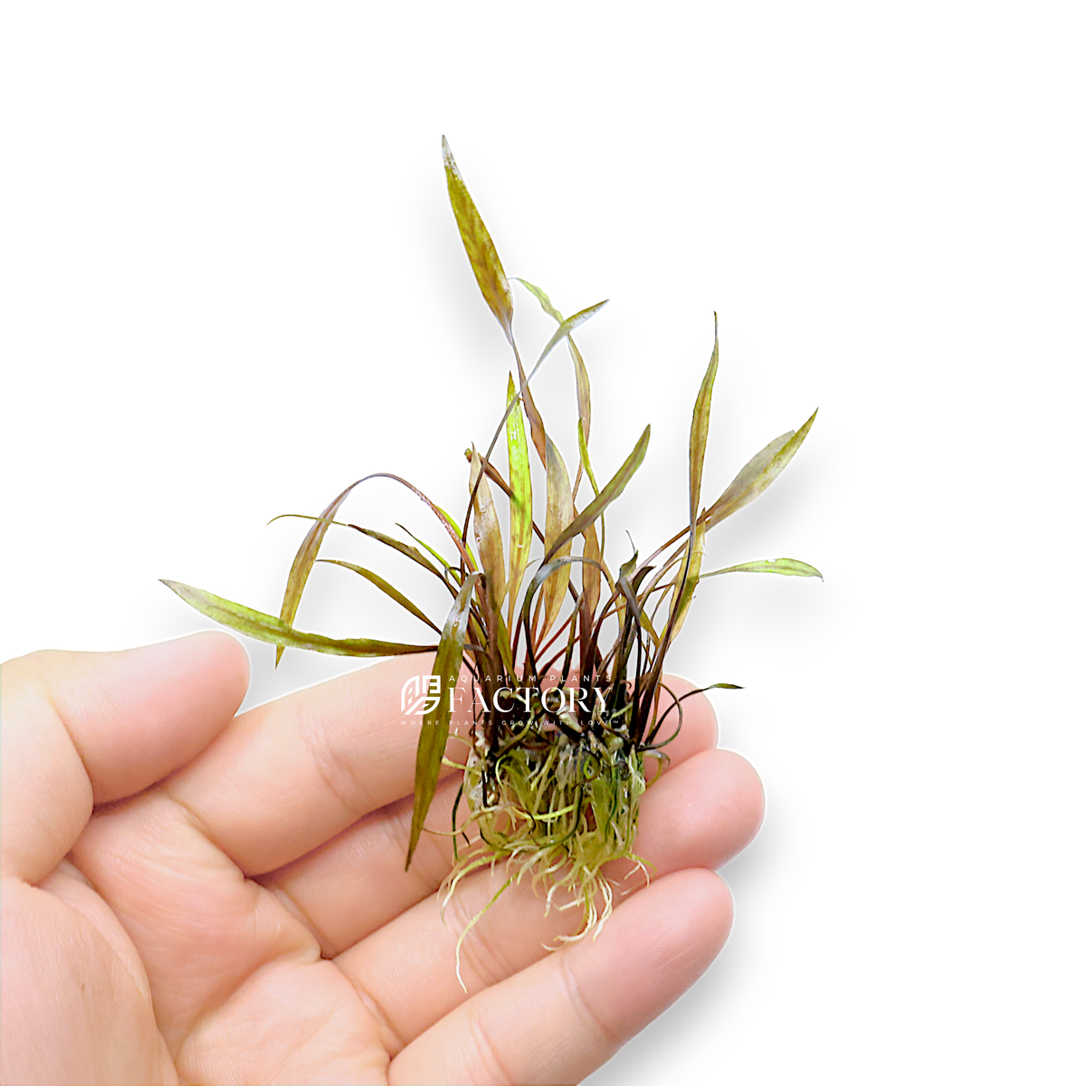 Cryptocoryne Nurii aquarium plant