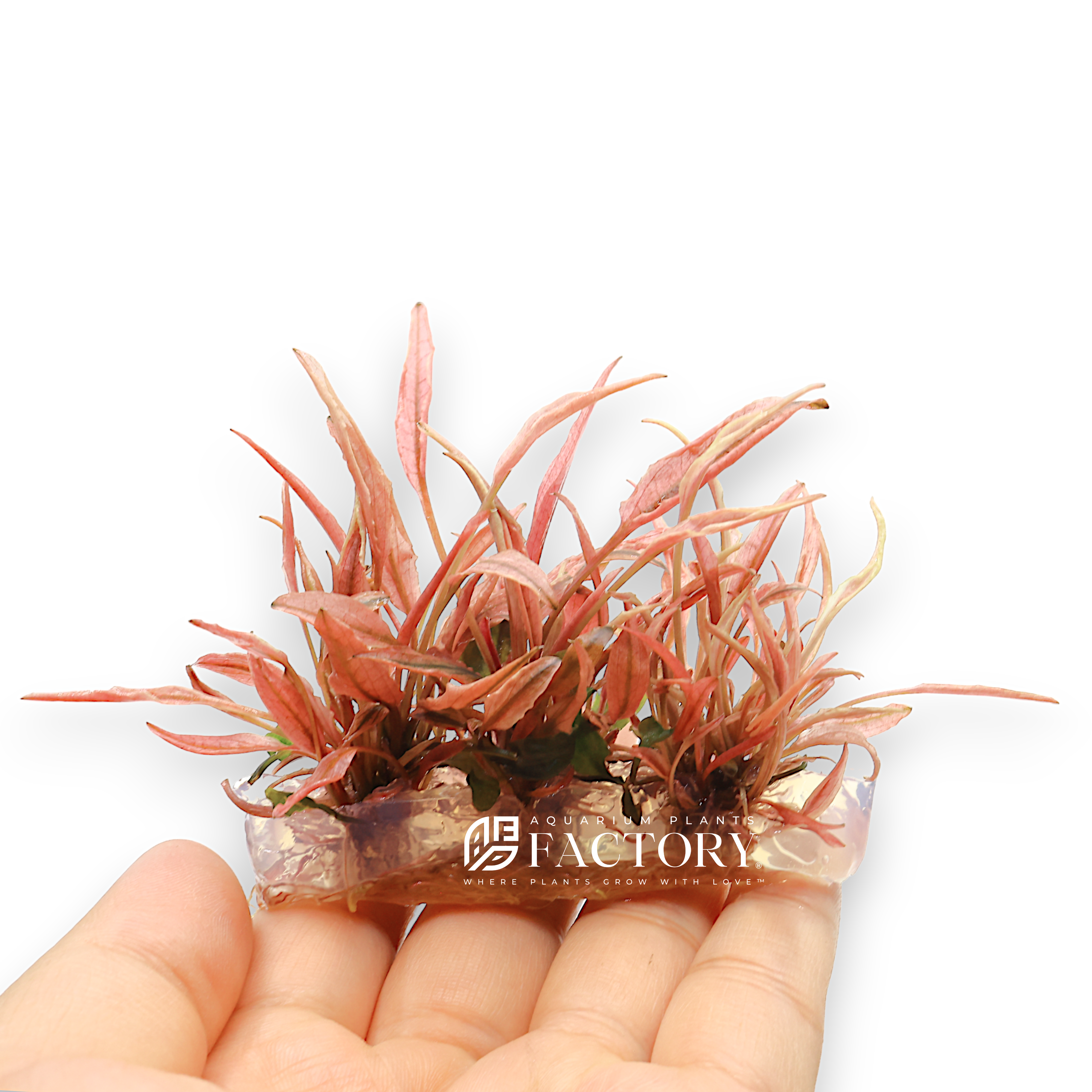 Close-up image of Cryptocoryne Pink Flamingo, a vibrant aquatic plant with striking pink and reddish leaves, thriving in a planted aquarium.