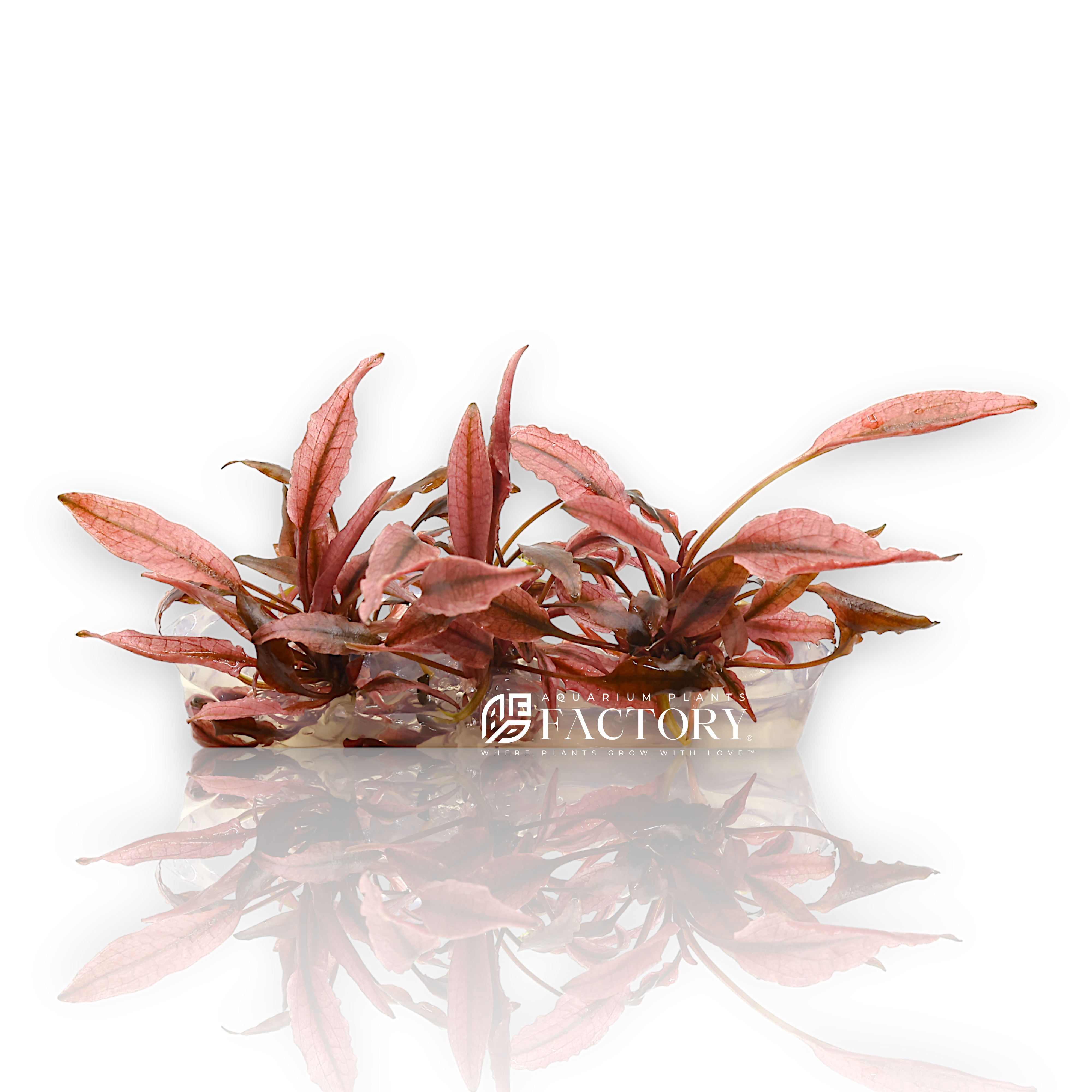 Cryptocoryne Pink Flamingo is an eye-catching and rare aquatic plant that adds a splash of vibrant color to any planted aquarium. Known for its unique pink to reddish hues, this plant stands out among the more common green varieties of Cryptocoryne, making it a sought-after species for aquascaping enthusiasts.