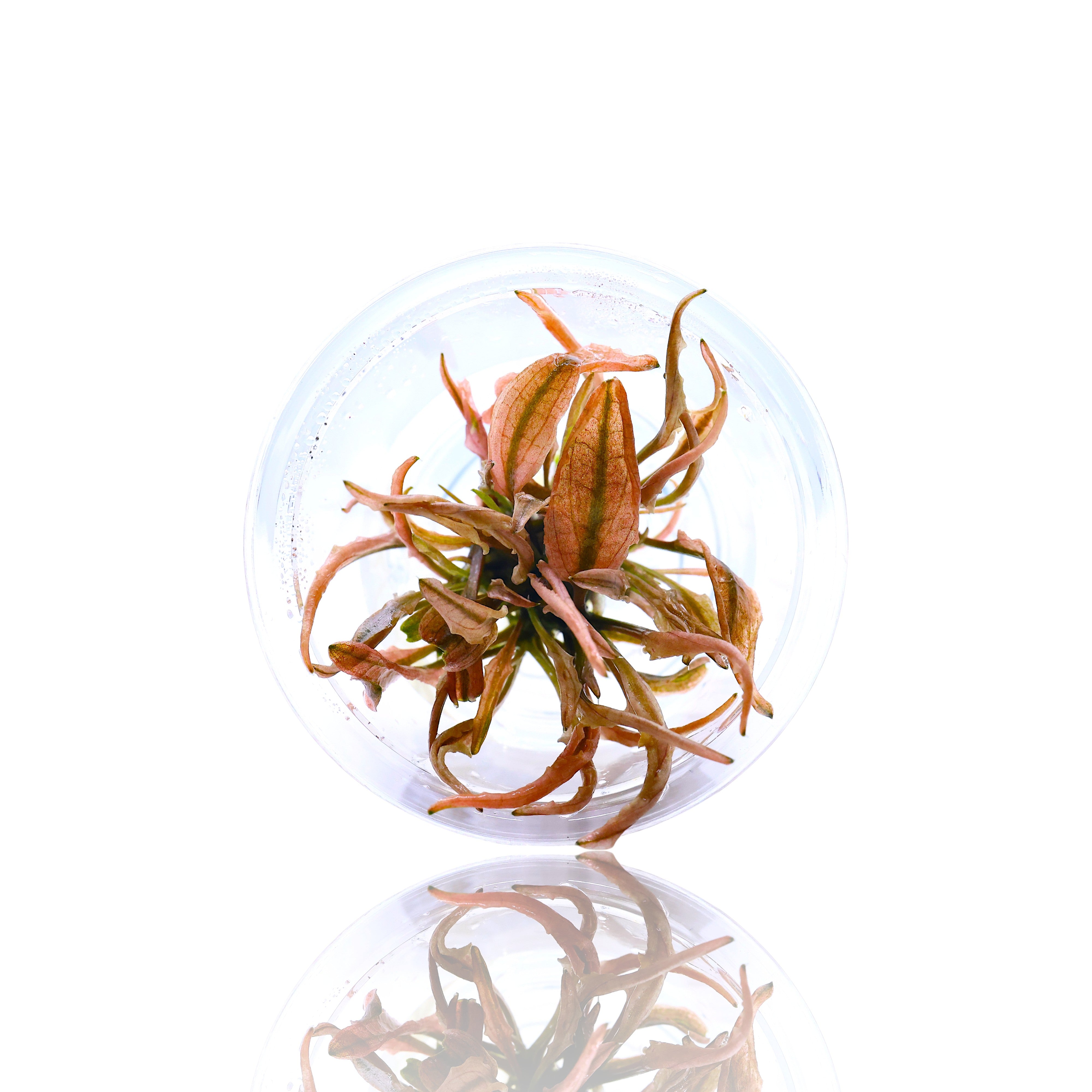Cryptocoryne Pink Flamingo live aquarium plant featuring vibrant pink and bronze leaves, growing in a sterile small tissue culture cup for a pest-free planted tank.