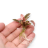 Cryptocoryne Flamingo plant with vibrant pink and white variegated leaves, adding a striking contrast to a lush, green freshwater aquarium background