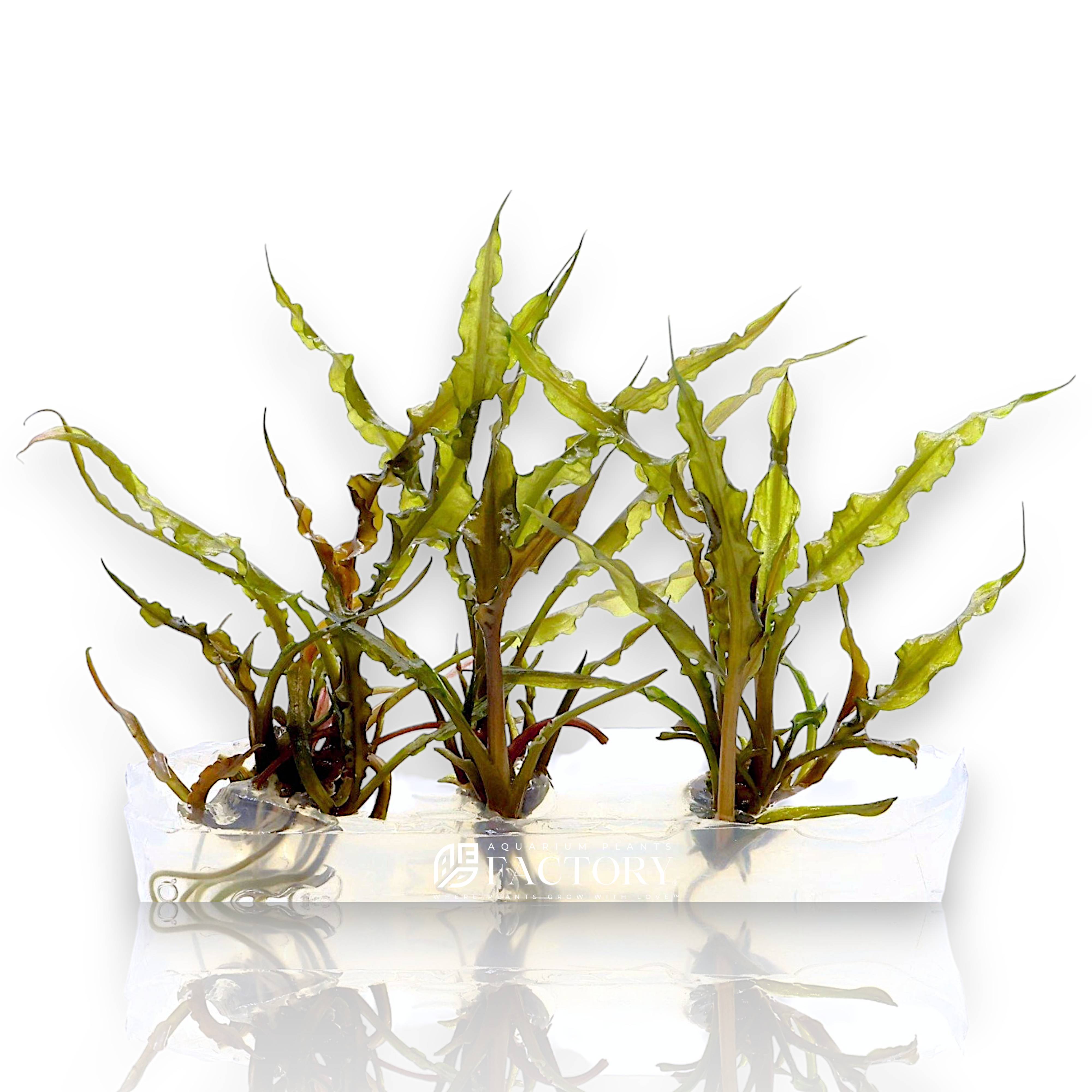 Cryptocoryne Retrospiralis Vitro Culture