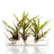 Cryptocoryne Retrospiralis Vitro Culture