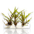 Cryptocoryne Retrospiralis Vitro Culture
