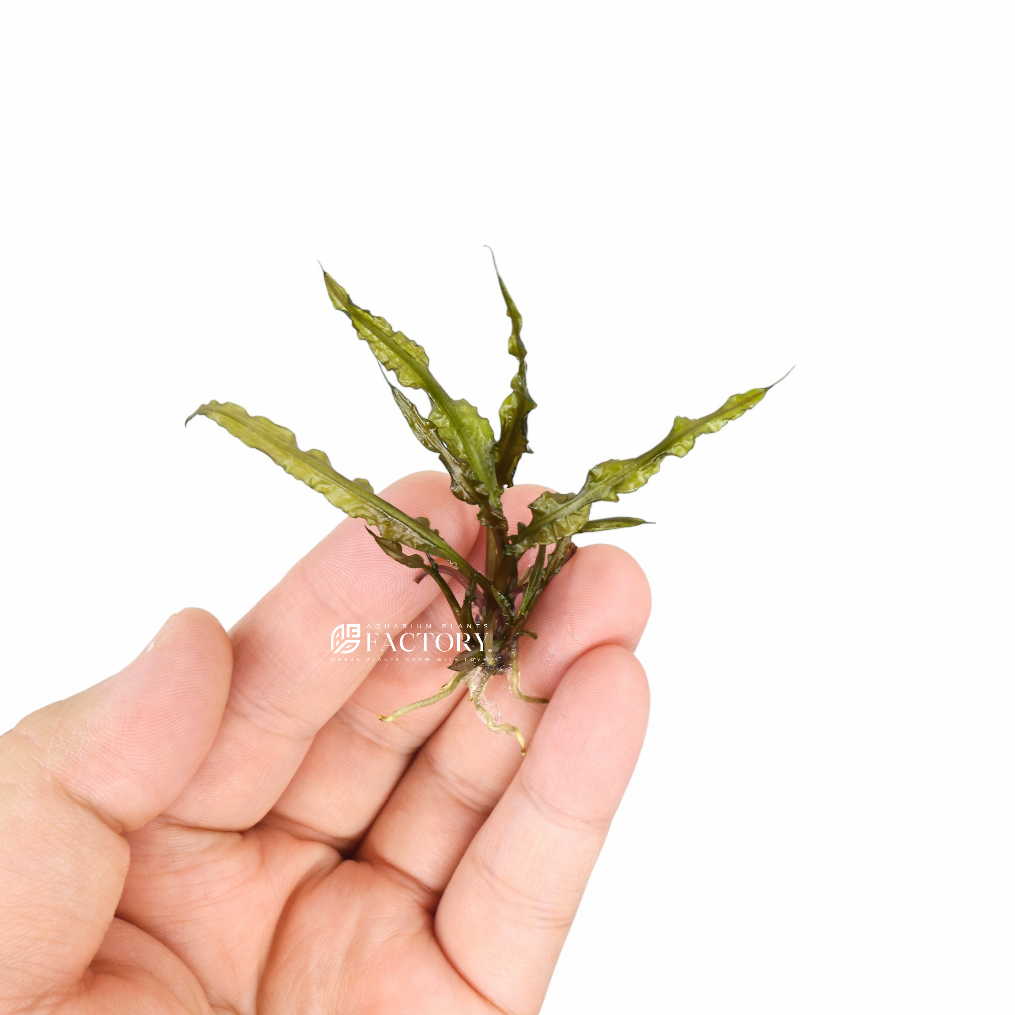 Close-up view of Cryptocoryne Retrospiralis plant submerged in water, showcasing its elongated, spirally twisted green leaves with a subtle reddish-brown hue, thriving in an aquarium setting.