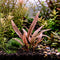 A close-up of a Cryptocoryne Spiralis Tiger aquatic plant underwater, featuring long, narrow leaves with dark tiger striping over a reddish-brown and olive base.