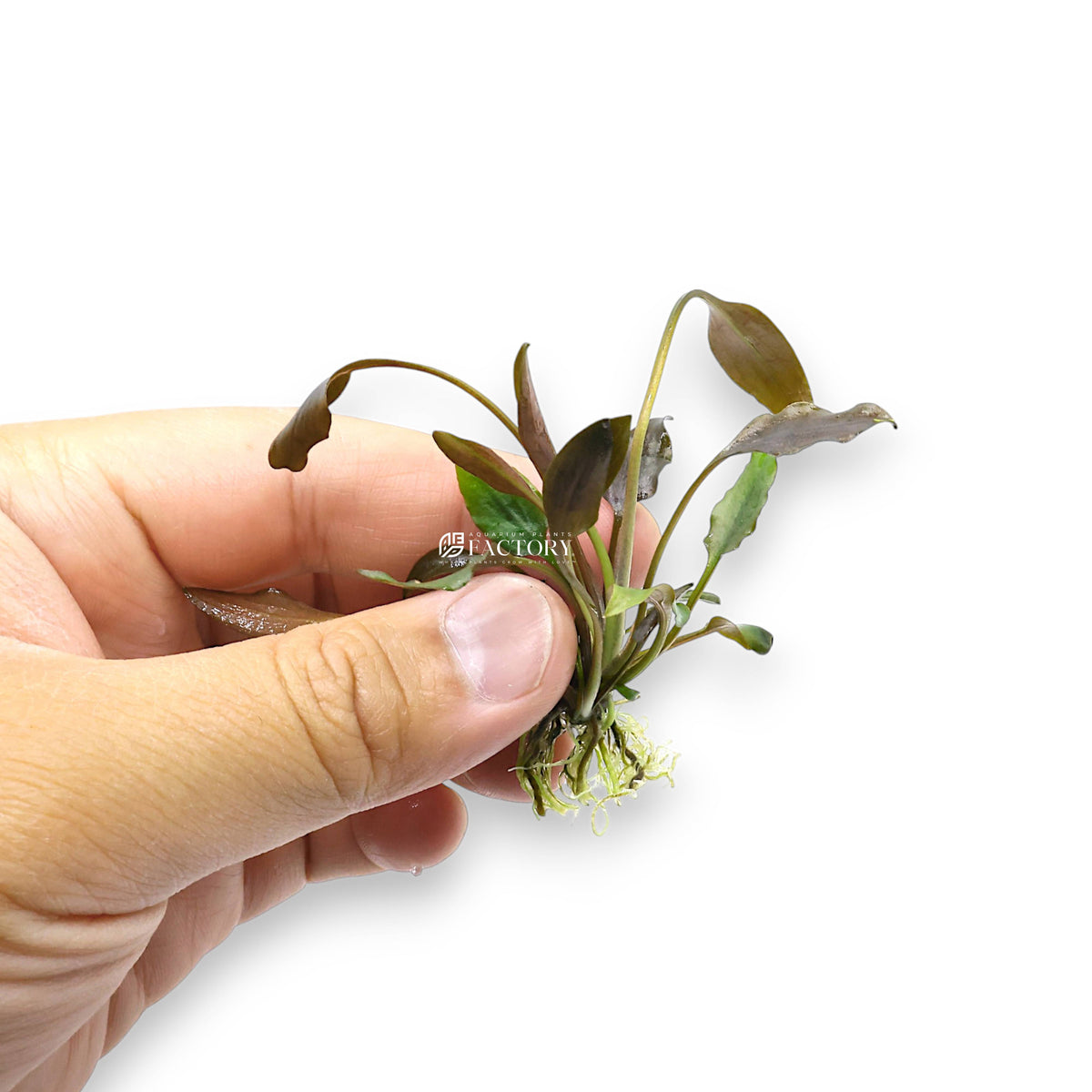 Cryptocoryne Undulata Broad Leaf aquarium plant, photo 2