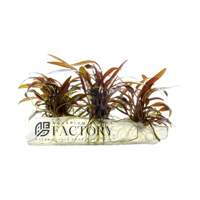Cryptocoryne undulatus 'Red' is a variant of the popular aquatic plant species Cryptocoryne undulatus. Cryptocoryne undulatus is a species of aquatic plants belonging to the family Araceae. It is commonly known as water trumpet or wavy leaf crypt.
