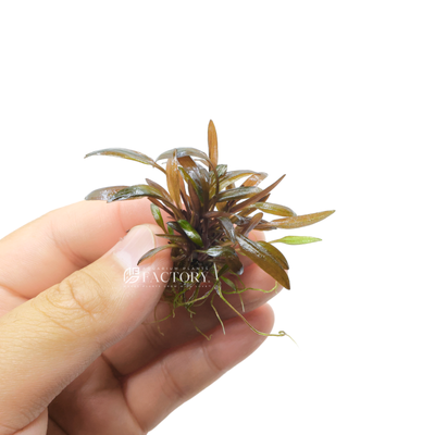 Cryptocoryne undulatus 'Red' is a special underwater plant that people often put in their fish tanks. It's a part of the Cryptocoryne family, which includes lots of different types of plants that are good for aquariums.