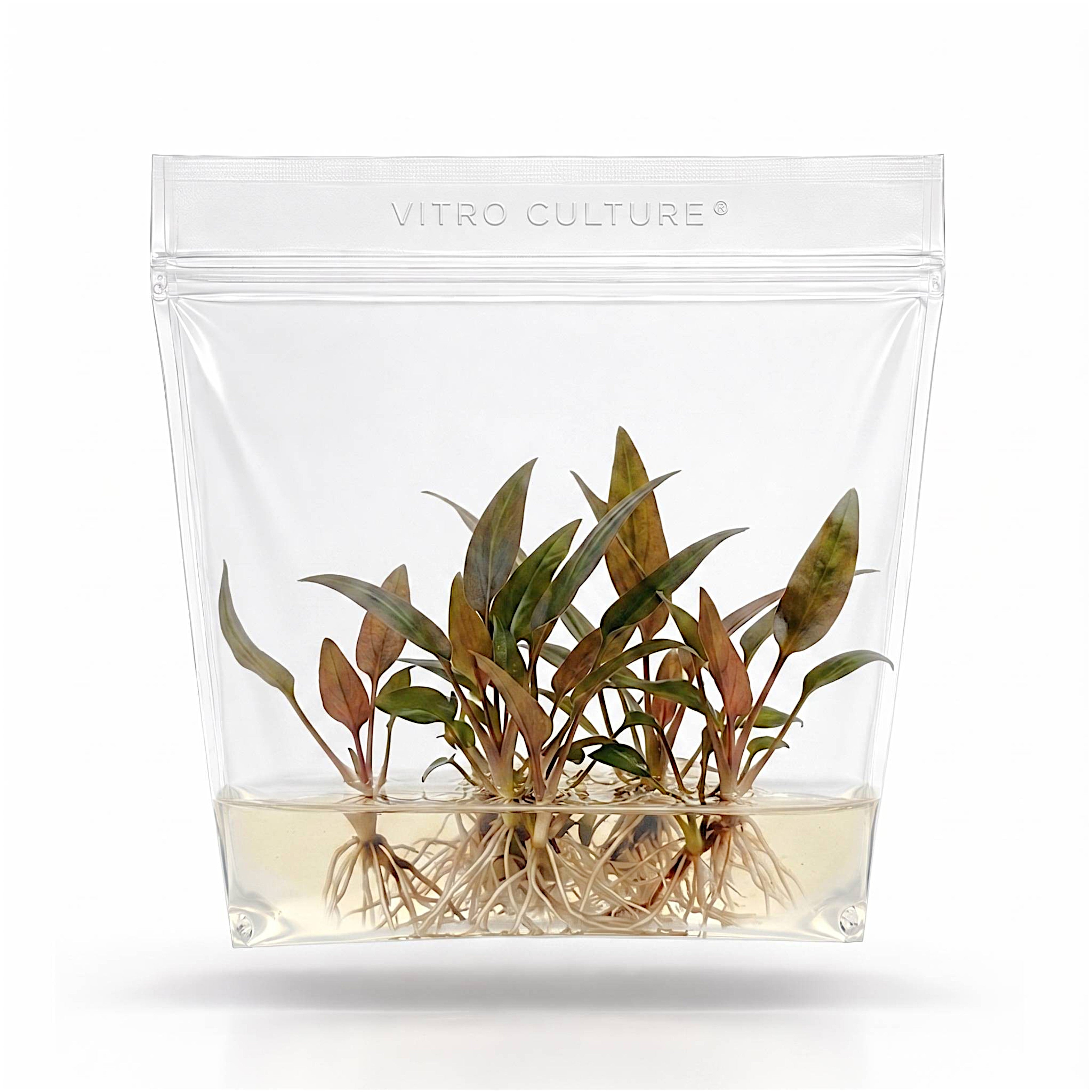 Cryptocoryne walkeri aquarium plant in a clear in-vitro tissue culture bag.