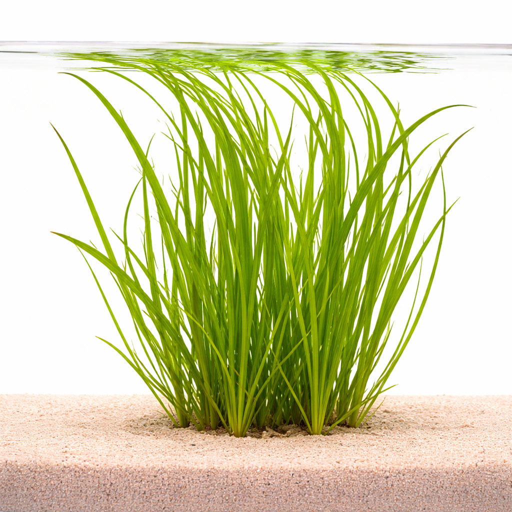 Cyperus helferi tall grass-like aquarium plant with bright green leaves growing in sandy substrate under water.
