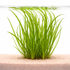 Cyperus helferi tall grass-like aquarium plant with bright green leaves growing in sandy substrate under water.