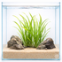 Cyperus helferi tall grass like aquatic plant in aquascape aquarium with rocks and sand substrate on white background