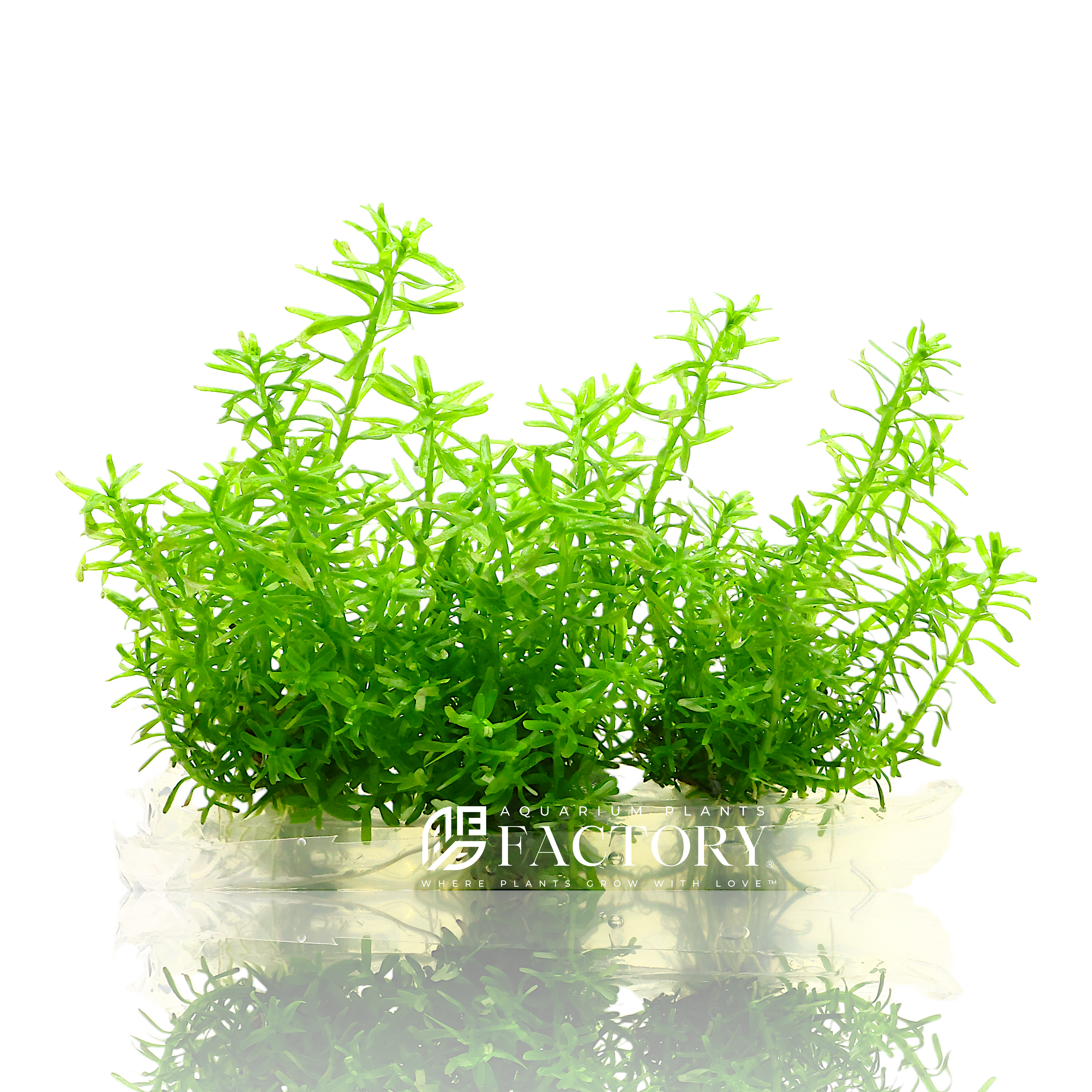 Didiplis Diandra, commonly known as Peplis Diandra or Water Hedge, is a delicate and charming stem plant that brings a touch of finesse to any freshwater aquarium. Its fine-textured leaves and vibrant green color make it a favorite among aquarists aiming to create a dense, bushy backdrop or midground cluster.