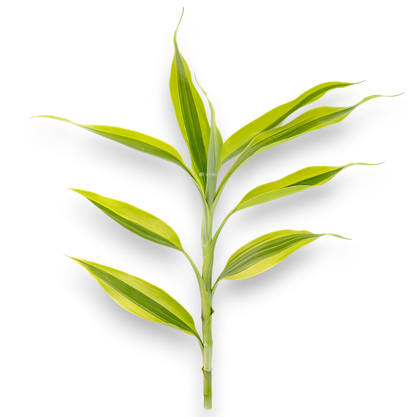 Fresh-cut Dracaena sanderiana stem with light-green leaves on white background