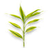 Fresh-cut Dracaena sanderiana stem with light-green leaves on white background