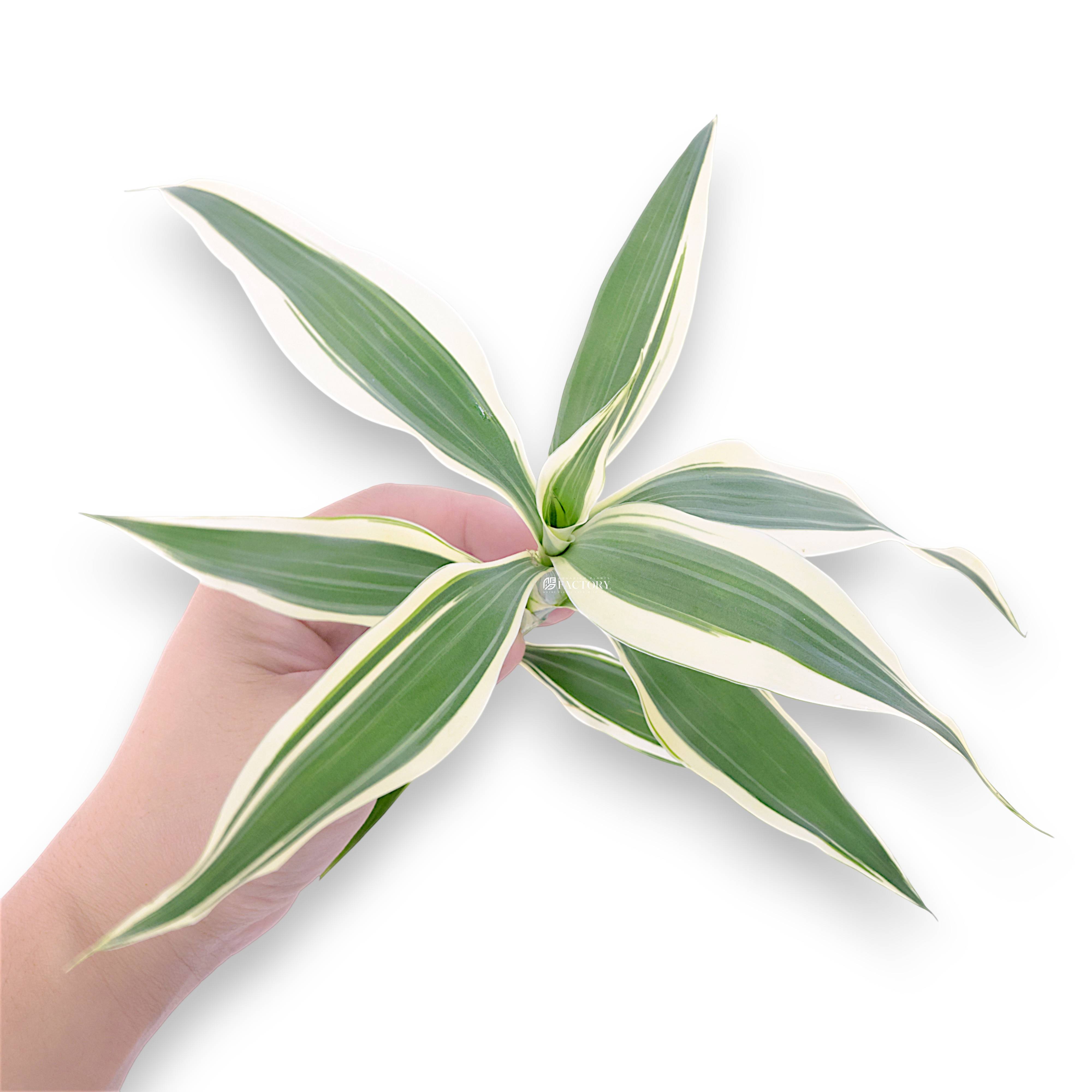 Variegated Lucky Bamboo fresh-cut 10-inch stem with green and white striped leaves