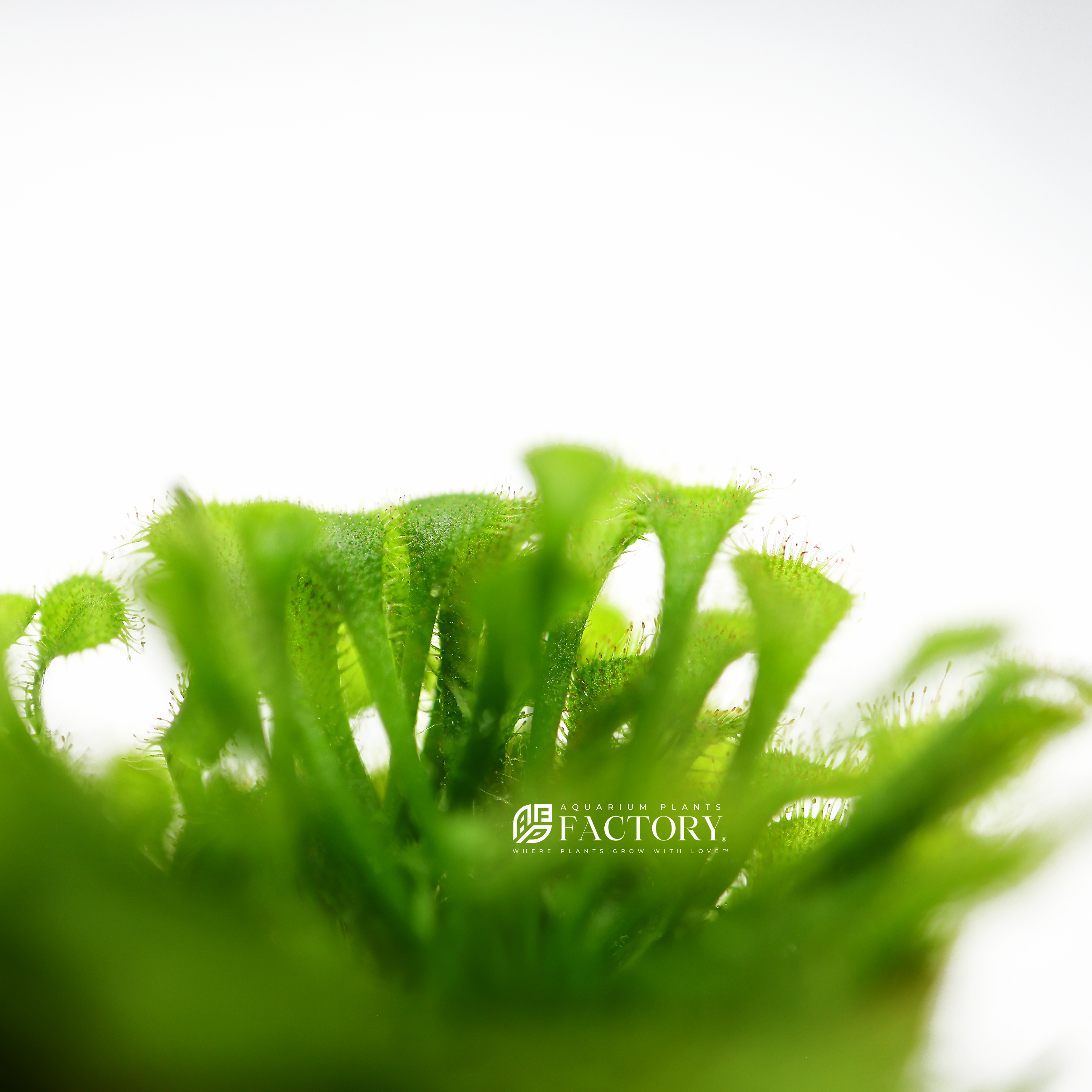 The leaves of Drosera rotundifolia are typically a vibrant green with green or red-tipped tentacles, providing a striking contrast. These tentacles coil around captured prey, enhancing the plant's ability to secure its meal.