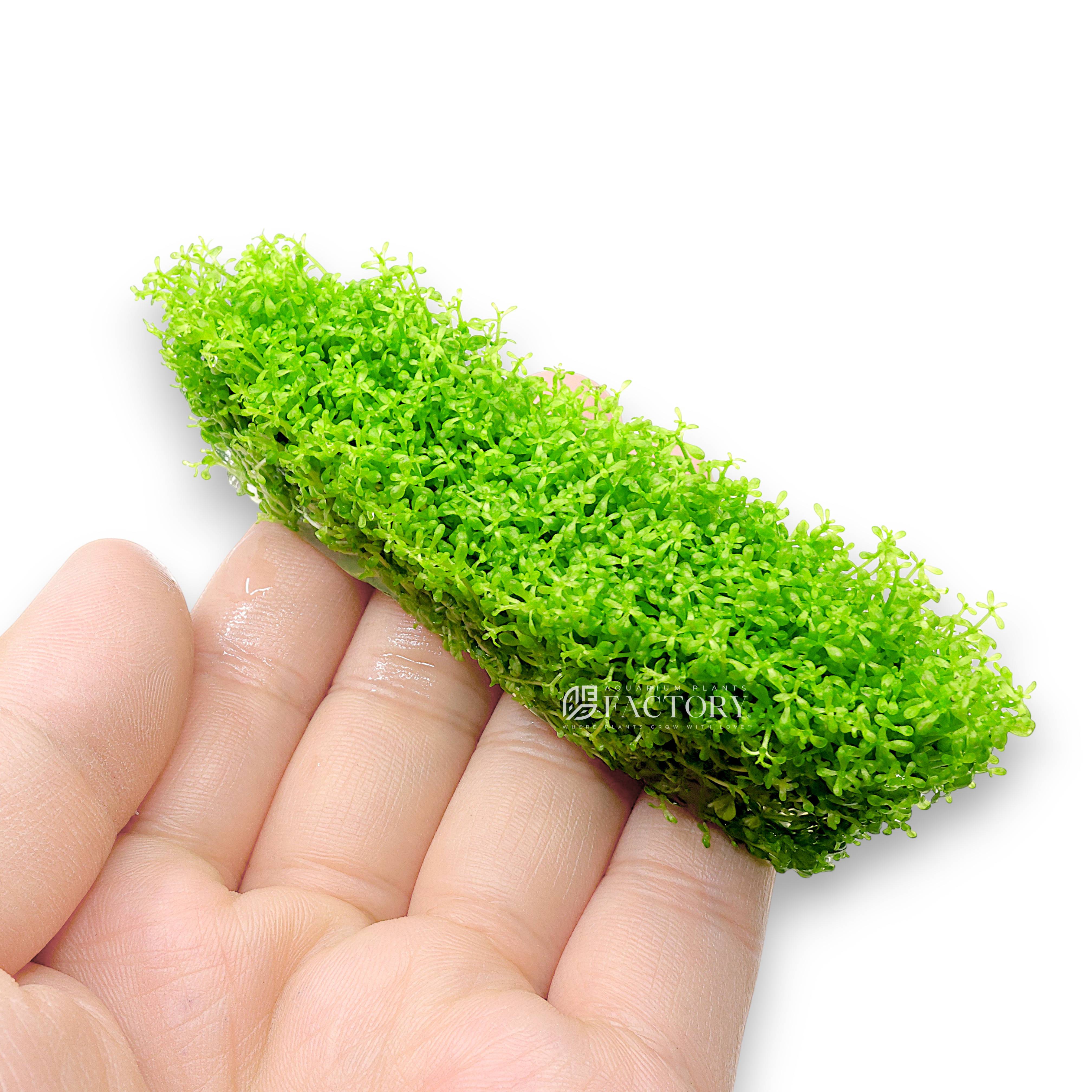 Dwarf Baby Tears in Tissue Culture APF Aquarium Plants Factory Foreground Carpet Aquascape