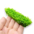 Dwarf Baby Tears in Tissue Culture APF Aquarium Plants Factory Foreground Carpet Aquascape