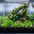 Several small, healthy clumps of Dwarf Hairgrass arranged together from a bulk pack, displaying fine, grass-like green blades ideal for aquascaping.