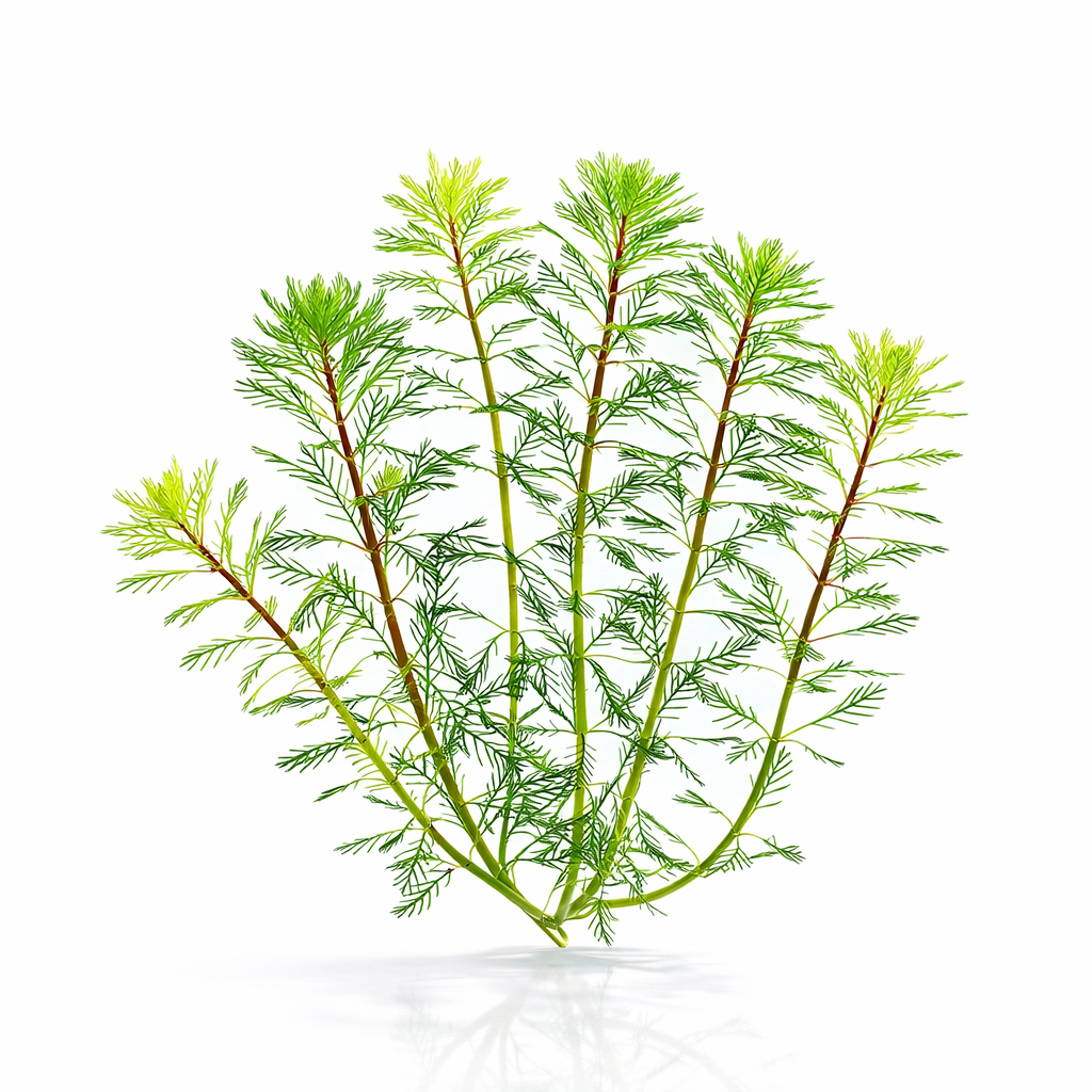A bundle of six fresh-cut Dwarf Parrot's Feather stems without roots, showing healthy green whorled leaves ready for aquarium planting