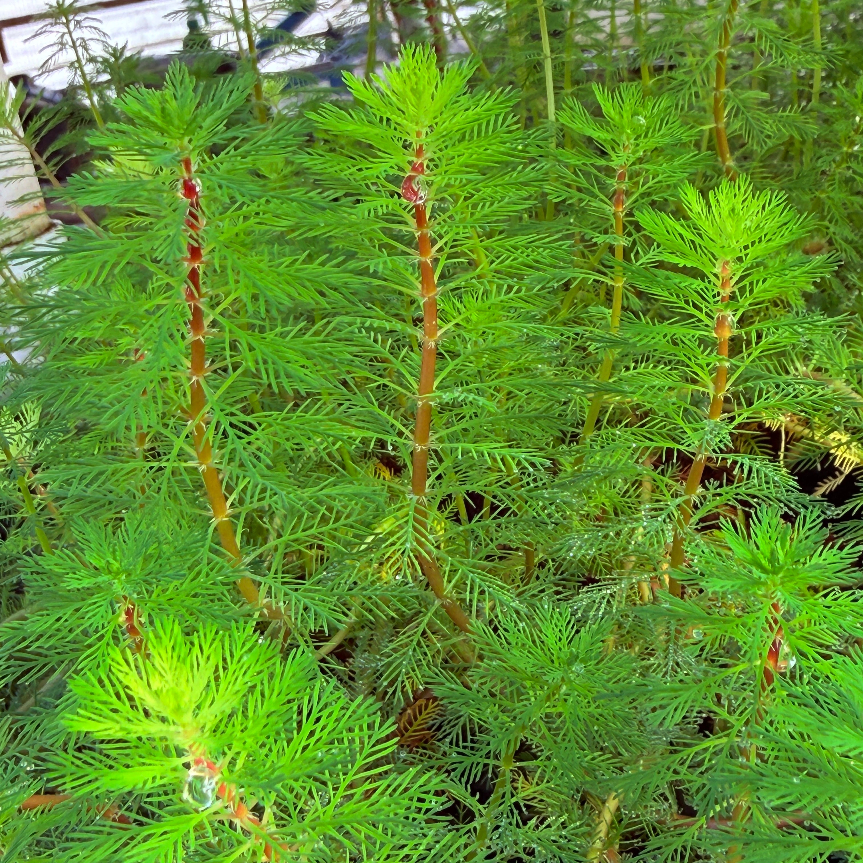 Close-up of the delicate, needle-like green foliage and reddish stems of Dwarf Parrot's Feather (Myriophyllum papillosum), highlighting its fine texture for aquascaping.