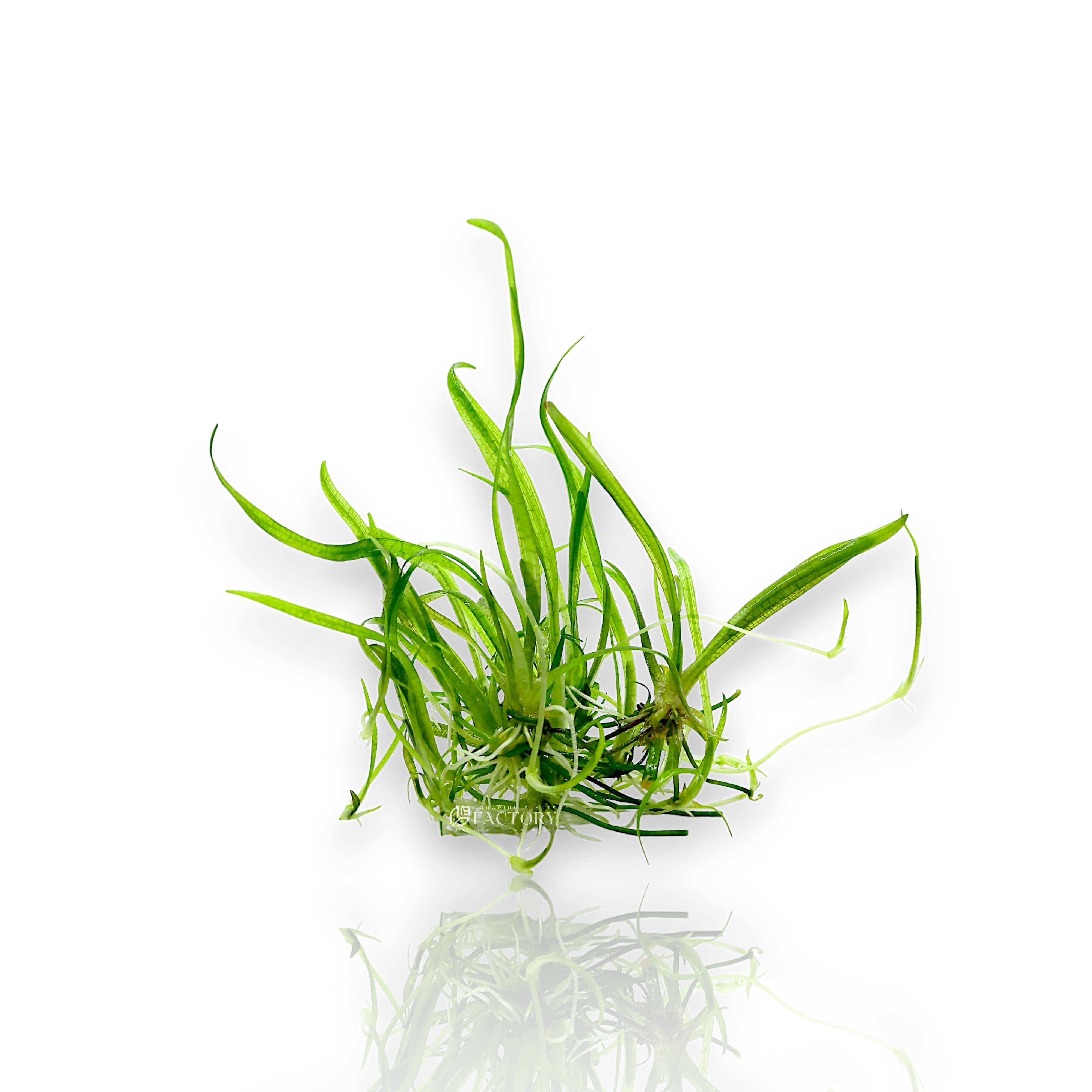 Sagittaria subulata, commonly known as Dwarf Sagittaria, is a hardy, fast-growing aquatic plant perfect for beginners and experienced aquascapers alike. This grassy, rosette-forming plant is highly adaptable, thriving in a wide range of water parameters and lighting conditions.