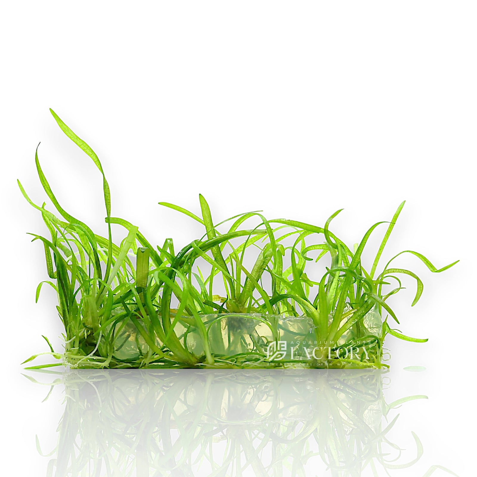 Sagittaria subulata Vitro Culture plantlets in sterile 4-inch bag