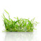 Sagittaria subulata Vitro Culture plantlets in sterile 4-inch bag