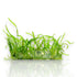 Sagittaria subulata Vitro Culture plantlets in sterile 4-inch bag