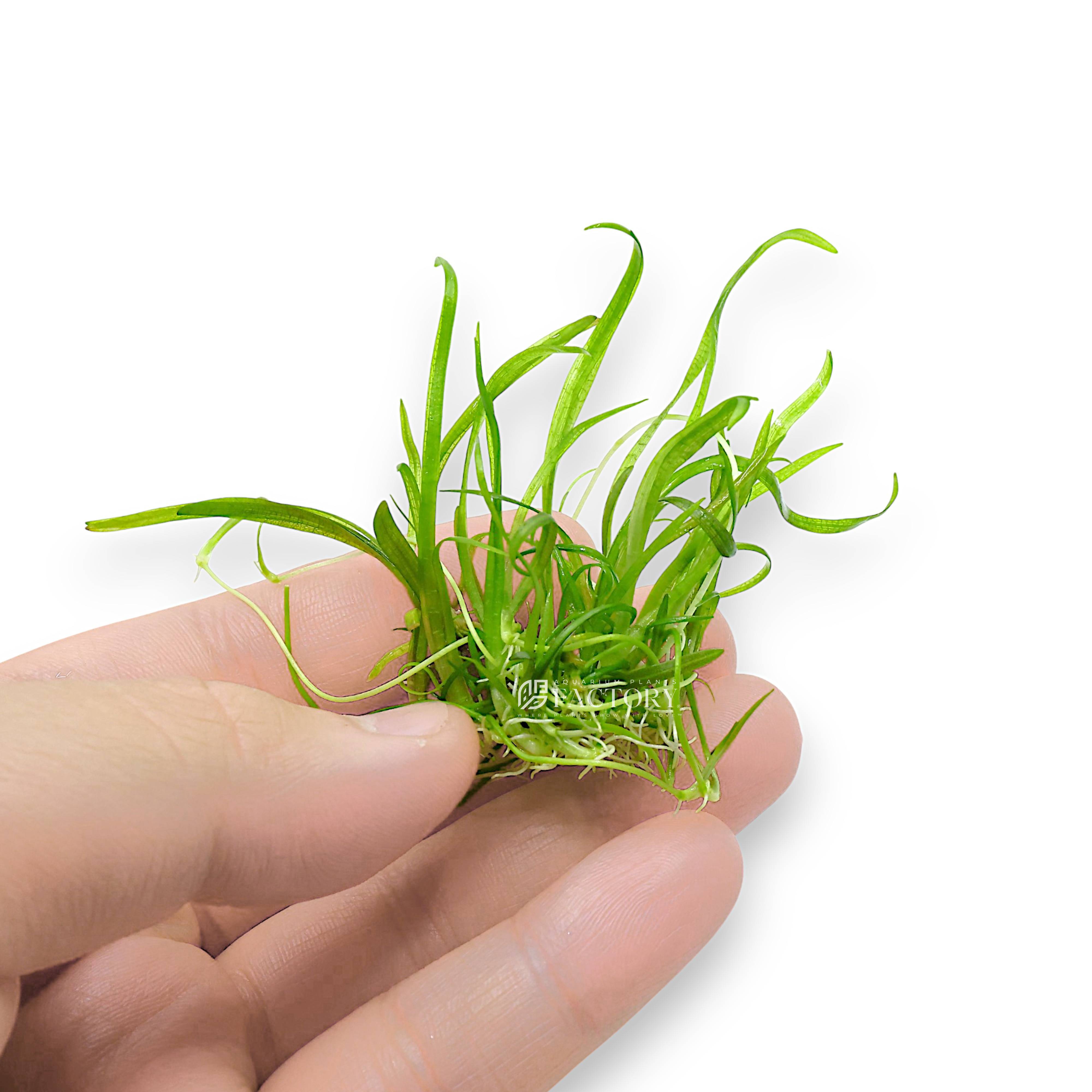 Its compact form under high light makes it an excellent choice for the foreground, while in lower light it gracefully stretches taller, offering a natural transition to the midground. Easy to propagate through runners, this species is ideal for creating a dynamic, lush aquascape with minimal effort.
