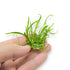 Its compact form under high light makes it an excellent choice for the foreground, while in lower light it gracefully stretches taller, offering a natural transition to the midground. Easy to propagate through runners, this species is ideal for creating a dynamic, lush aquascape with minimal effort.
