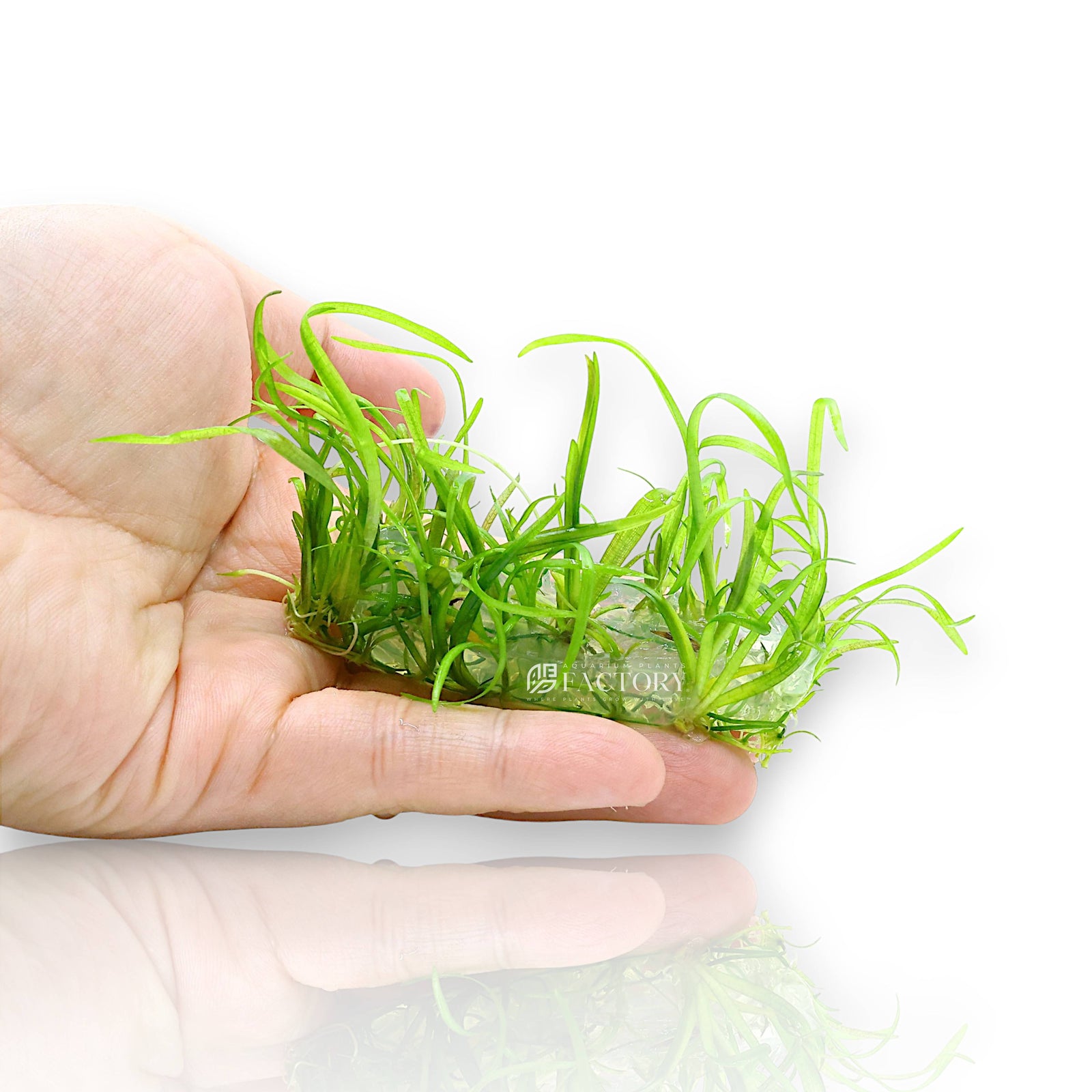 Sagittaria subulata, also known as Dwarf Sagittaria, is a resilient, grass-like aquatic plant loved for its versatility and ease of care. Whether you're creating a lush carpet in the foreground or adding soft, vertical movement to the midground, this adaptable species brings structure and vitality to any planted aquarium. In high light, it stays short and compact; in lower light, it grows taller—offering natural layering and dimension to your aquascape.