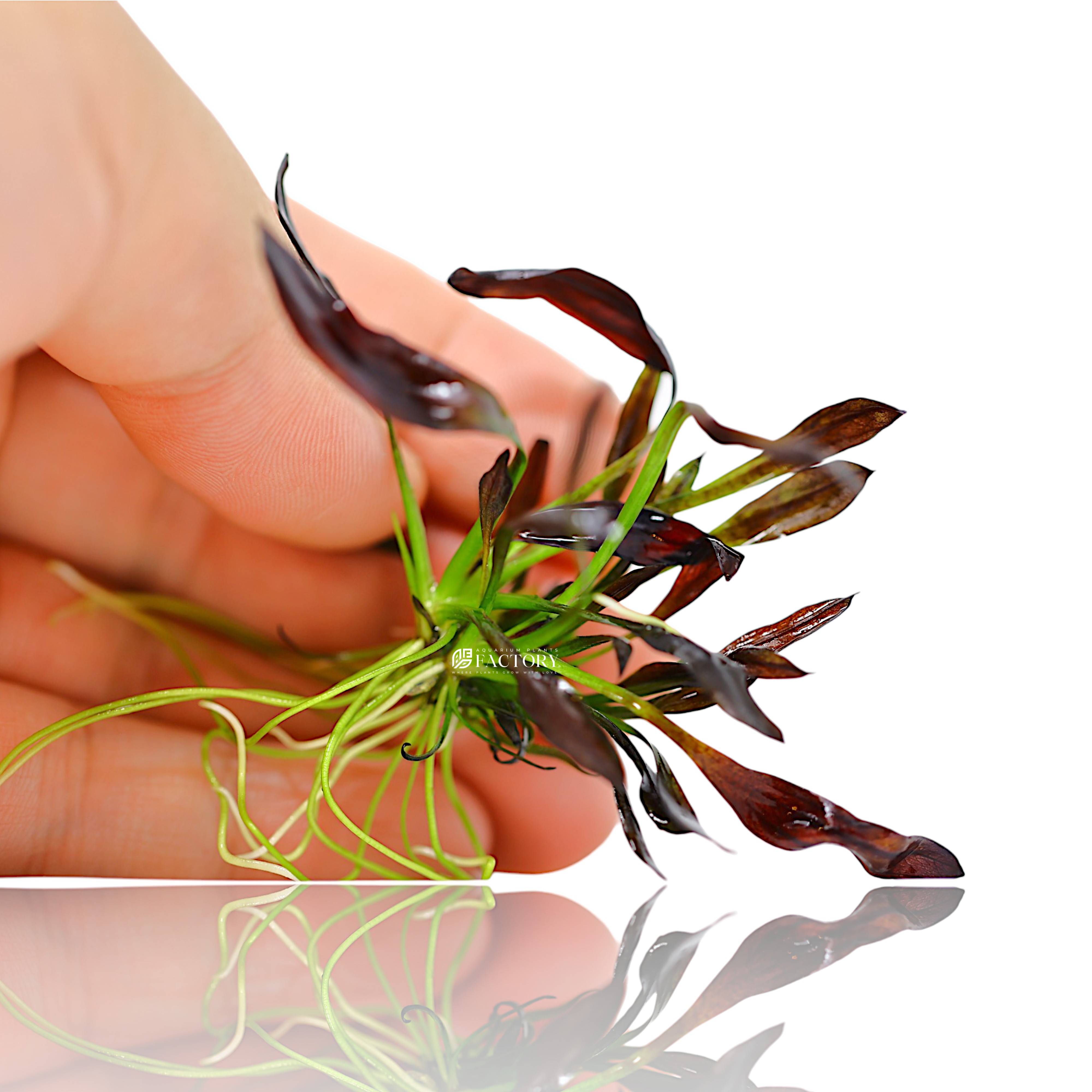 Echinodorus Aflame with rich burgundy leaves planted midground in an aquascape