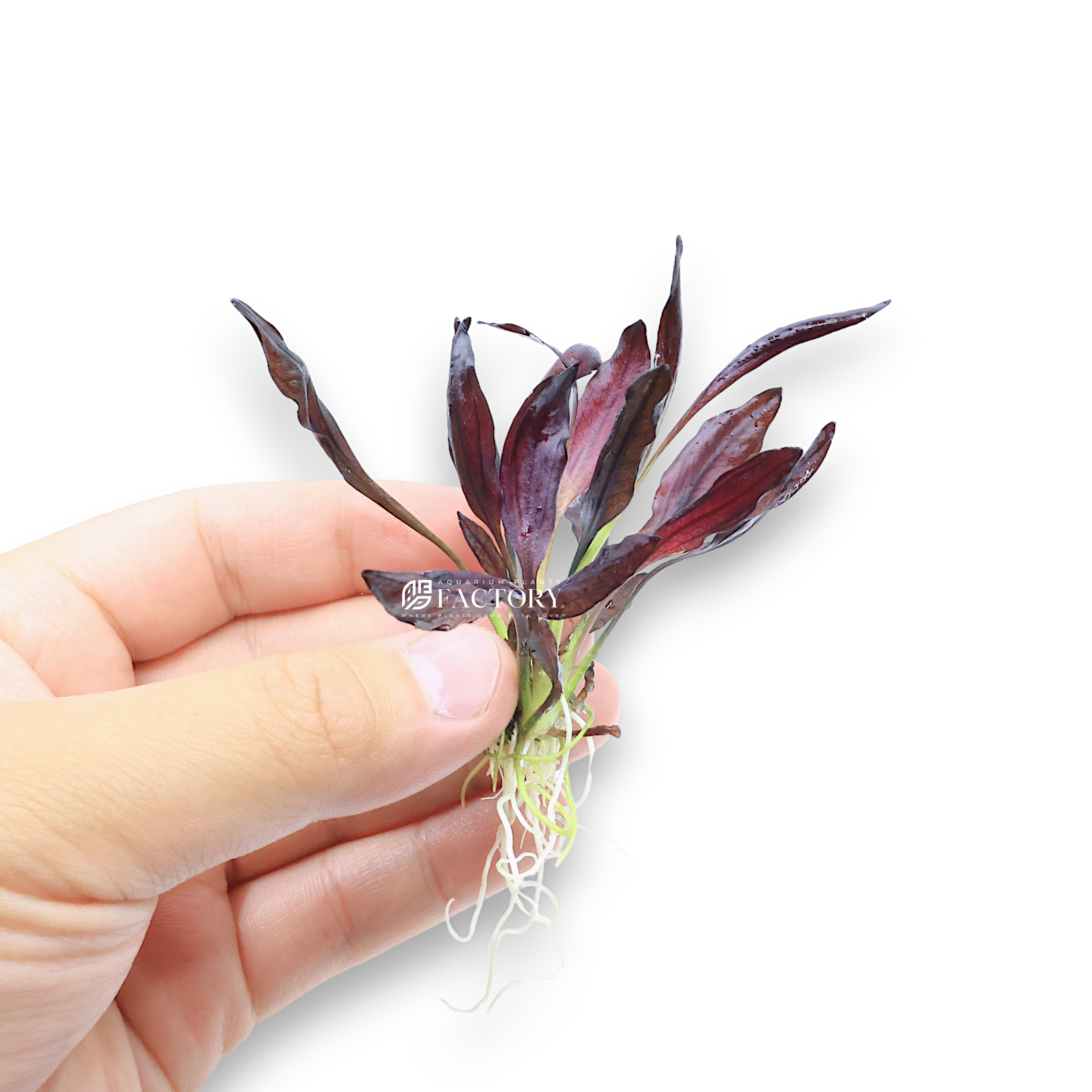 Echinodorus Aflame, also known as Purple Knight Sword, is an extraordinary aquatic plant celebrated for its deep red to burgundy leaves. This rosette-type plant is a favorite among aquascaping enthusiasts, offering a bold splash of color and dramatic visual impact in any aquarium.