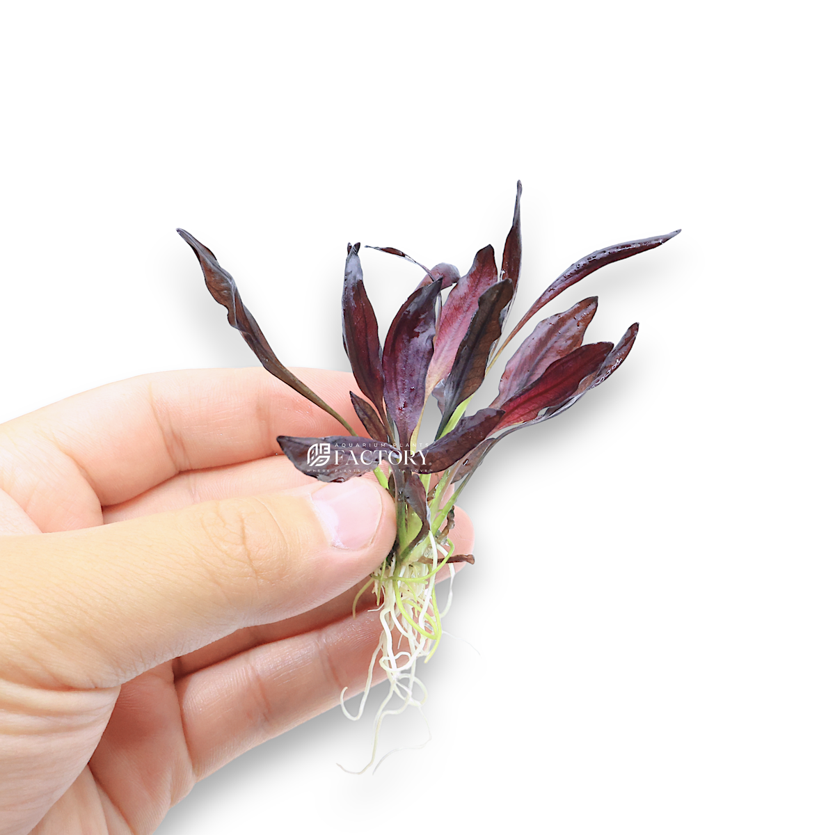 Echinodorus Aflame (Purple Knight Sword) aquarium plant