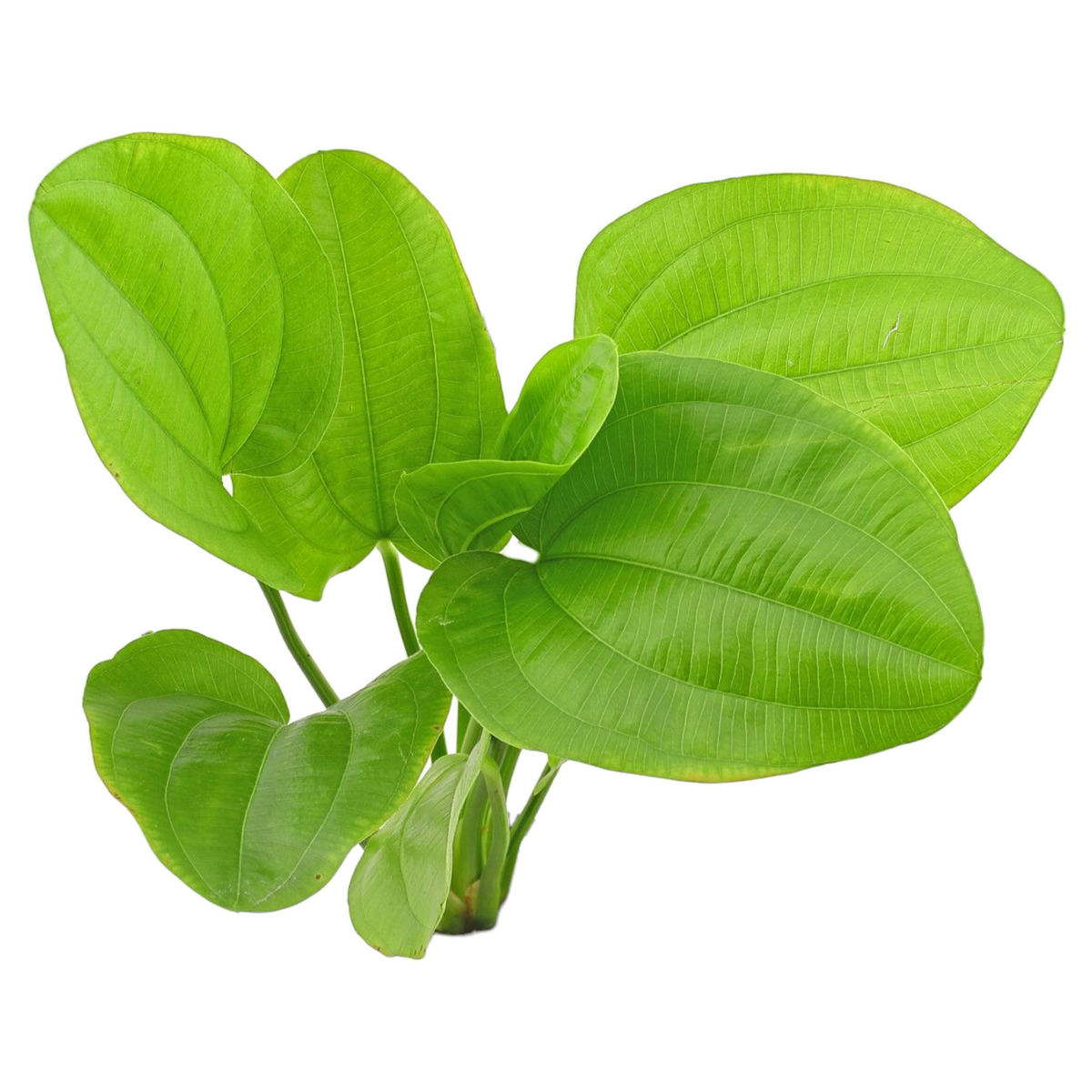 Echinodorus Ascherianus aquarium plant