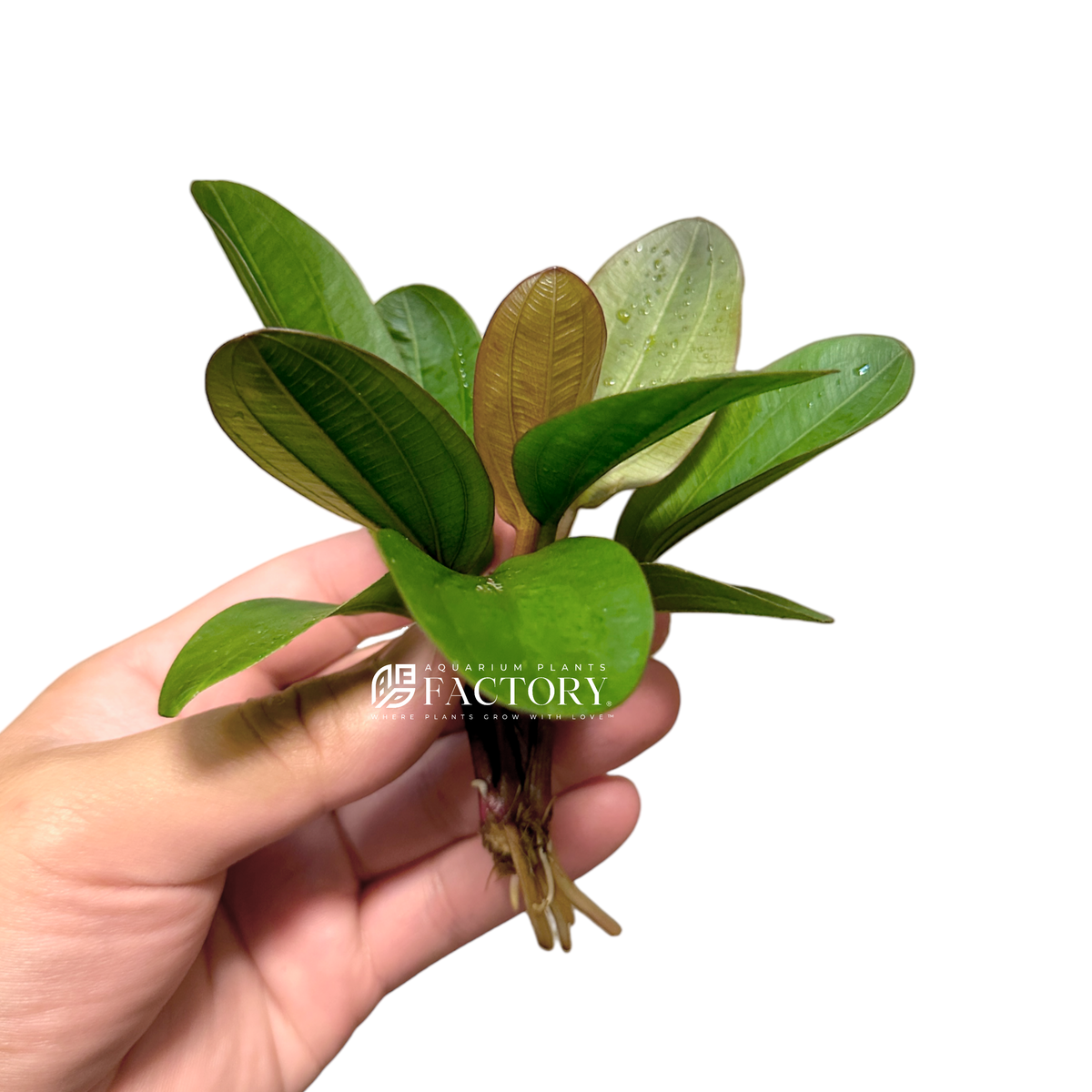 Echinodorus Big Bear aquarium plant, photo 2