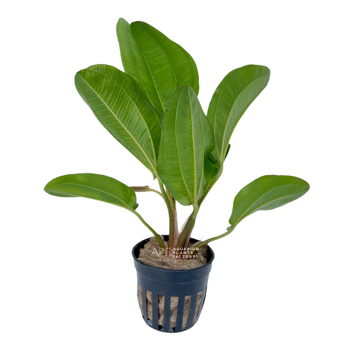 Echinodorus Big Bear aquarium plant
