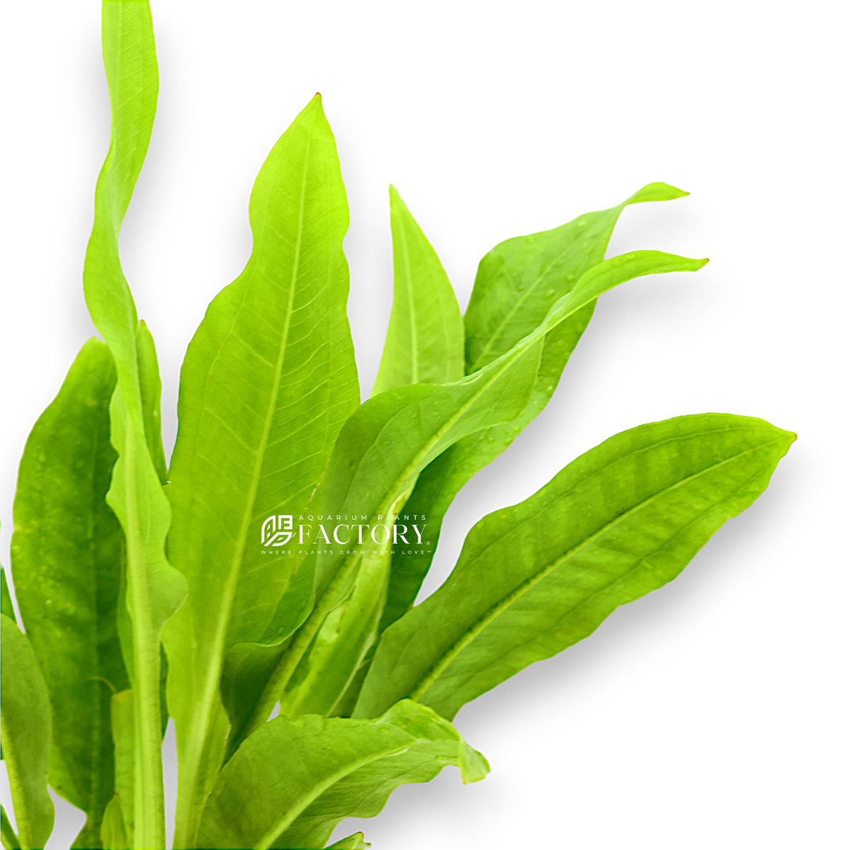 Amazon Sword (Echinodorus bleheri) in a planted aquarium