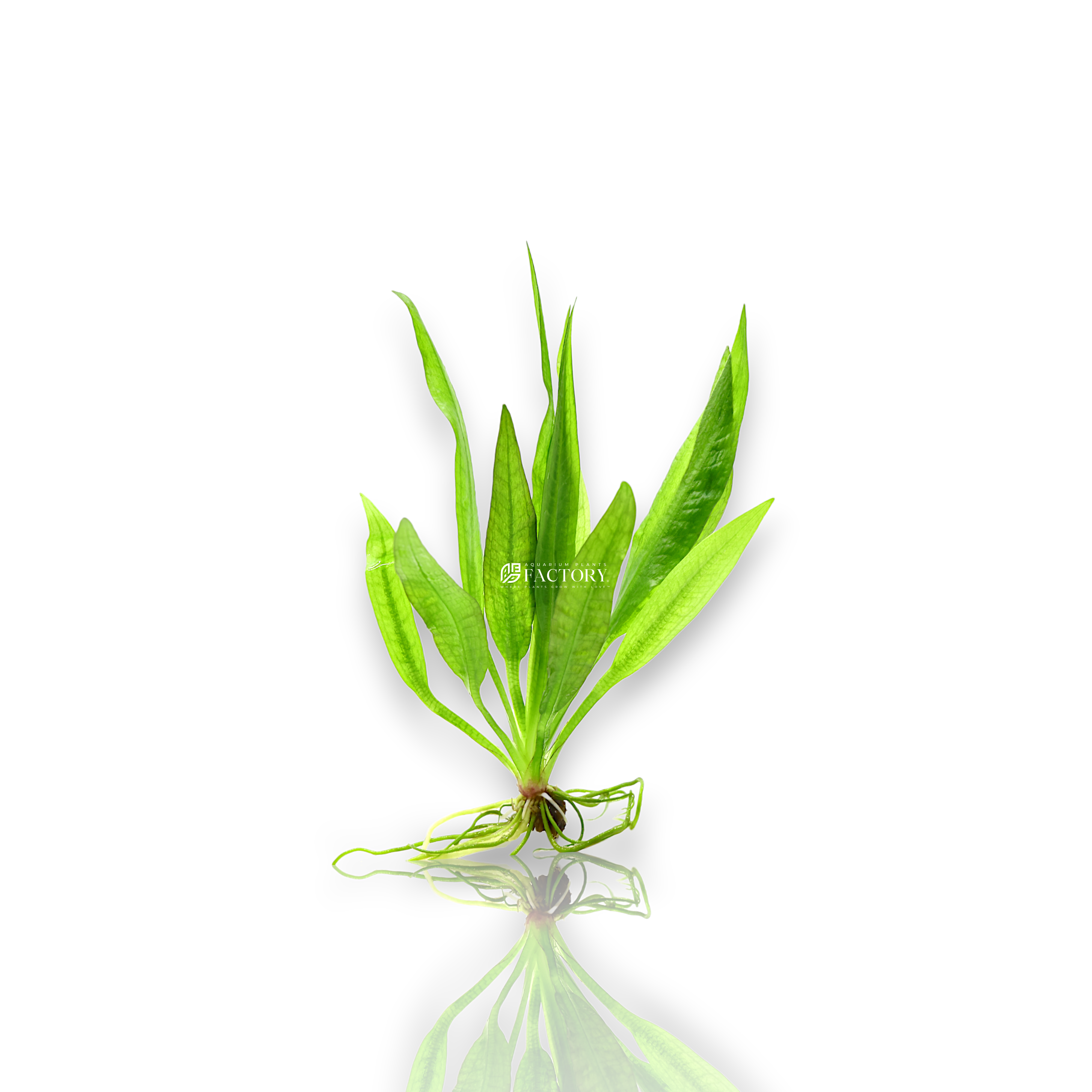 Echinodorus bleheri adds a lush, green touch to your aquarium, creating a natural and inviting environment for your aquatic inhabitants. Its adaptability and ease of care make it suitable for both novice and experienced aquarists