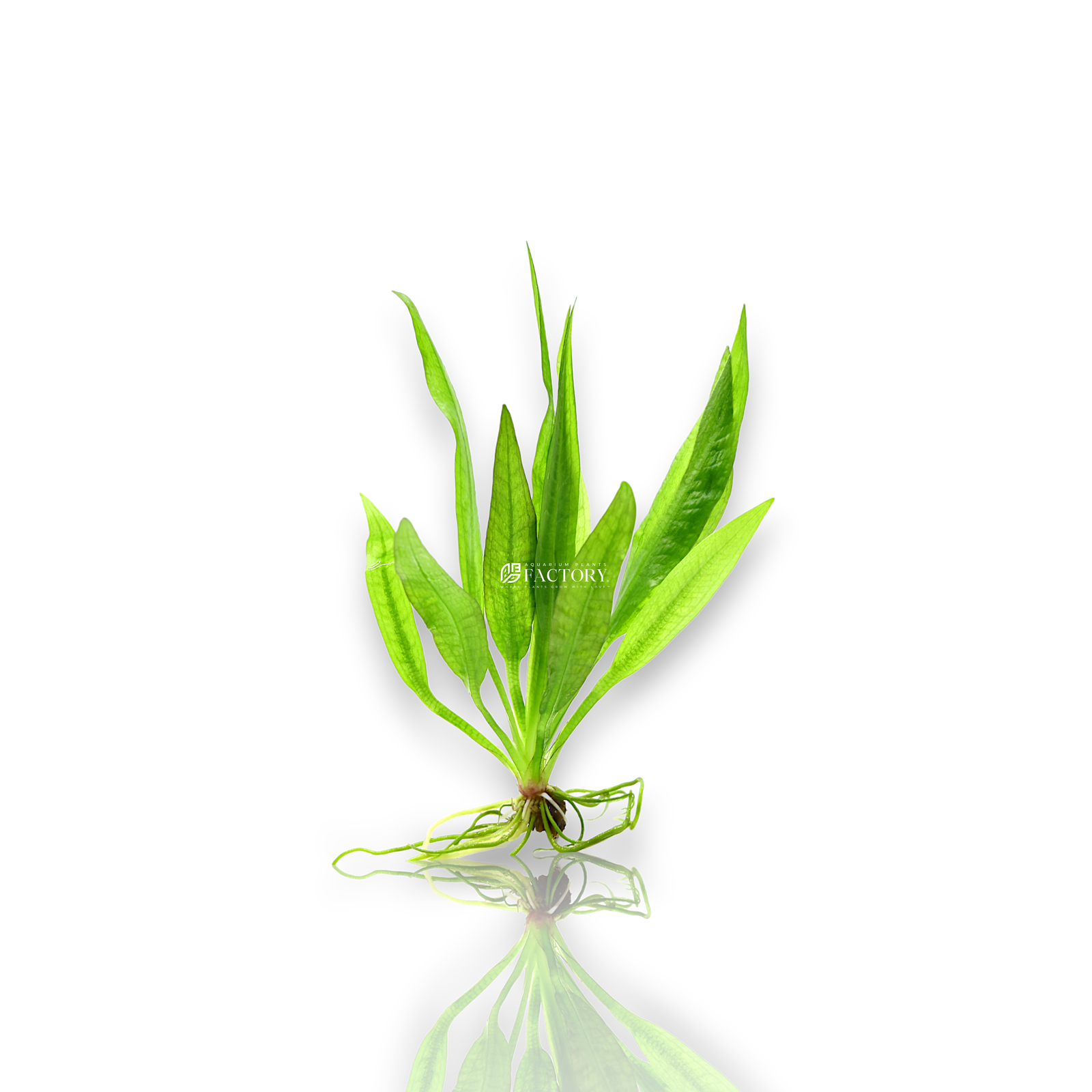 Echinodorus bleheri adds a lush, green touch to your aquarium, creating a natural and inviting environment for your aquatic inhabitants. Its adaptability and ease of care make it suitable for both novice and experienced aquarists