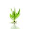 Echinodorus bleheri adds a lush, green touch to your aquarium, creating a natural and inviting environment for your aquatic inhabitants. Its adaptability and ease of care make it suitable for both novice and experienced aquarists
